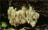 Auriculariopsis ampla