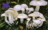 Lyophyllum connatum