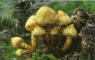 Psathyrella pennata