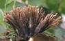 Thelephora palmata