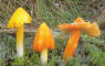 Stropharia caerulea
