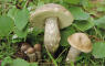 Cortinarius phrygianus