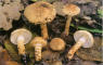 Lacrymaria lacrymabunda