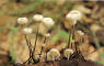 Cortinarius phrygianus