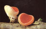Psathyrella candolleana